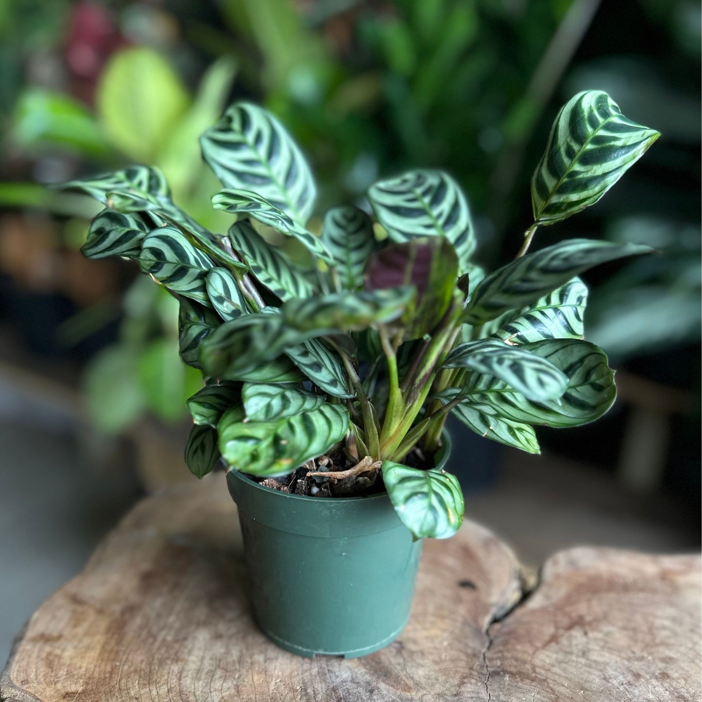 Ctenanthe Burle Marxii 4"