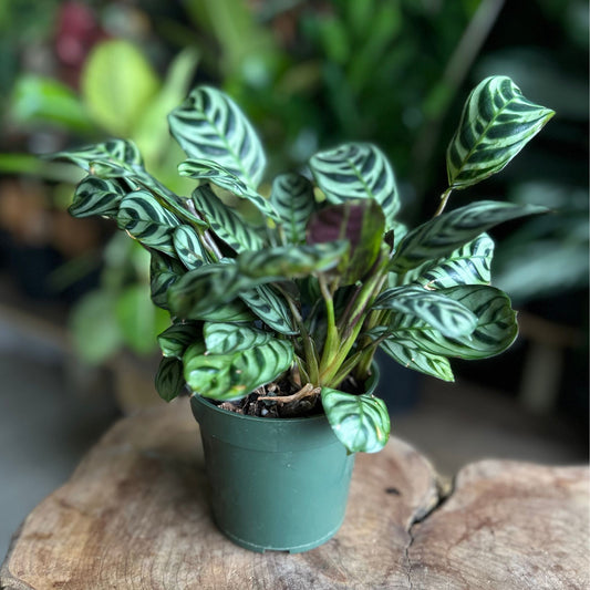 Ctenanthe Burle Marxii 4"