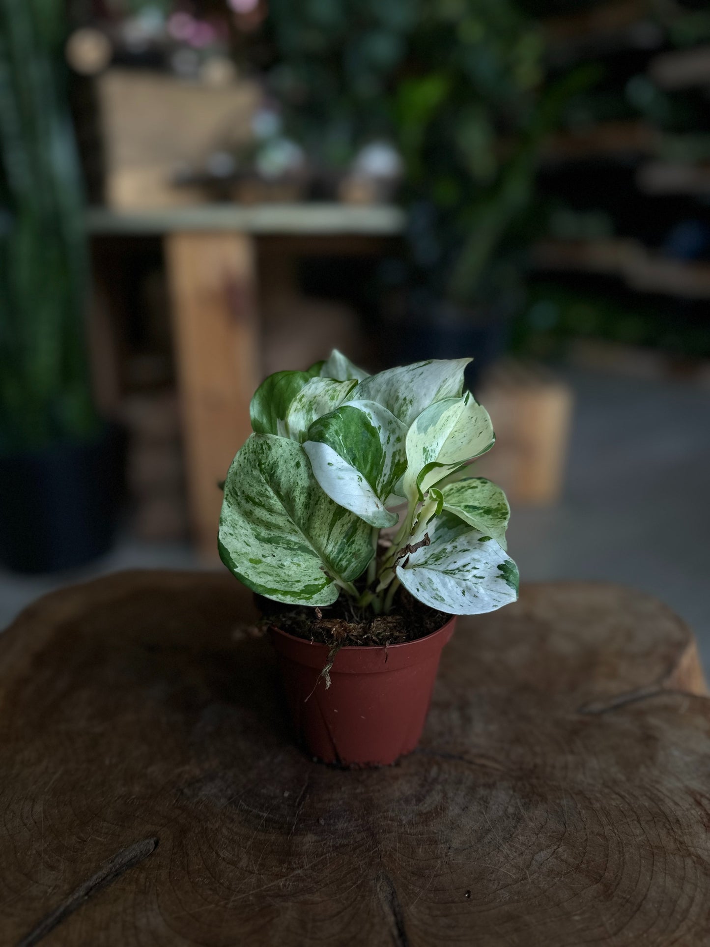 Pothos Manjula 4”