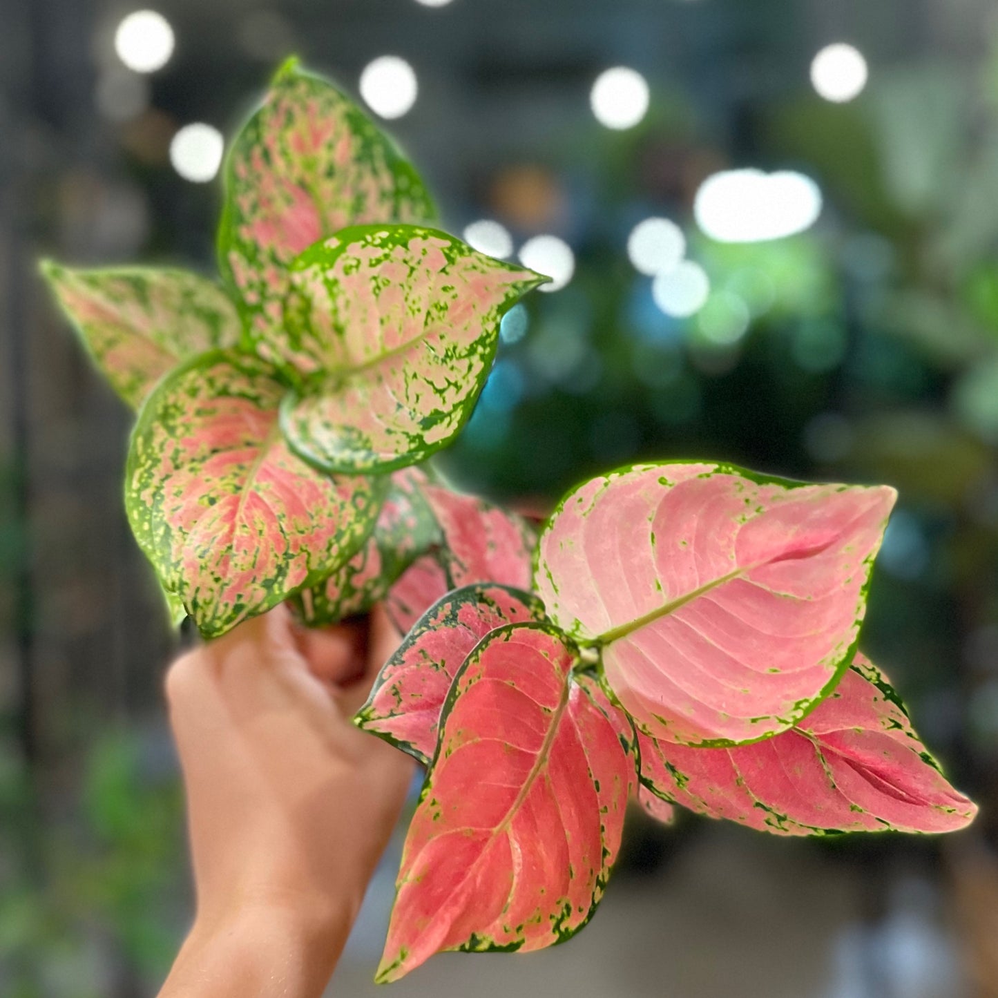 Aglaonema Asst. Pink/Red Hybrids 4”
