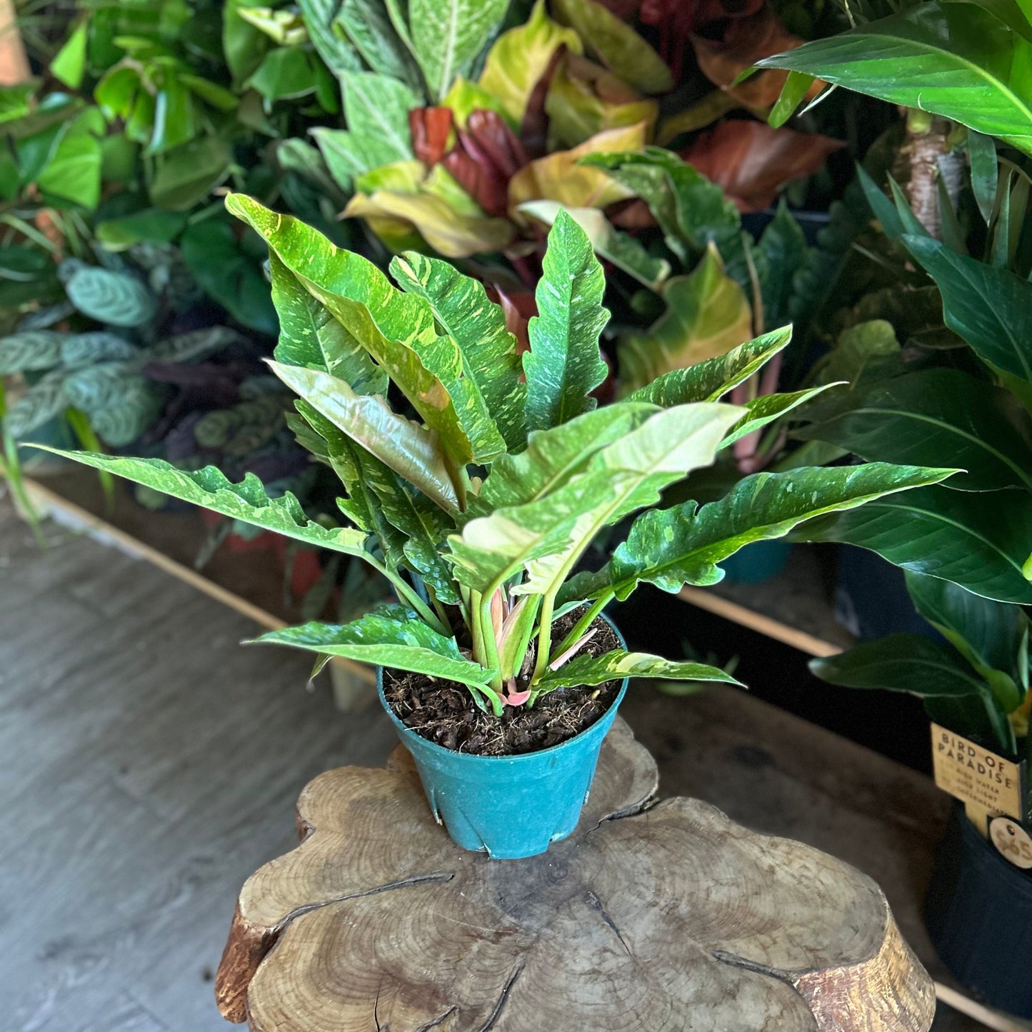 Philodendron Ring of Fire 8"