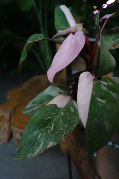Philodendron Scarlet Princess 4"