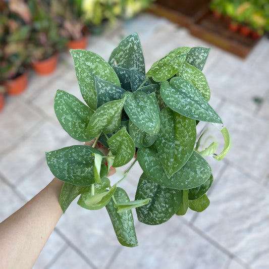 Scindapsus Silver Splash 6”
