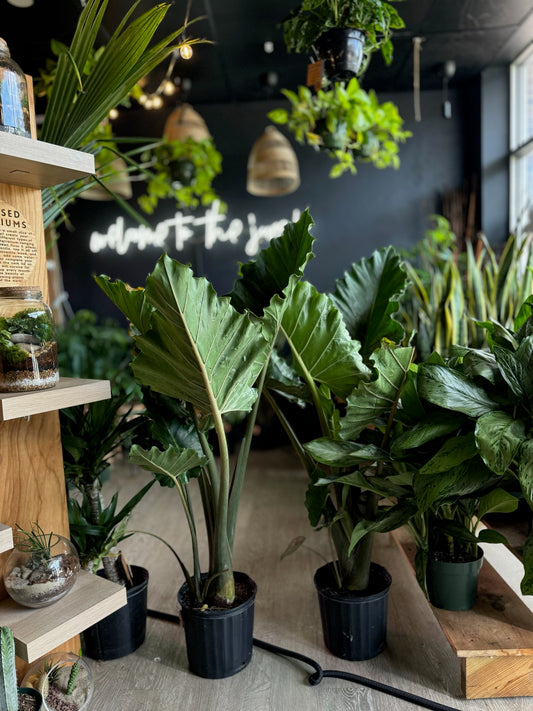 Alocasia Portora 10”