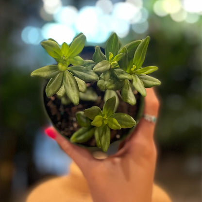 Peperomia Mojo 4”