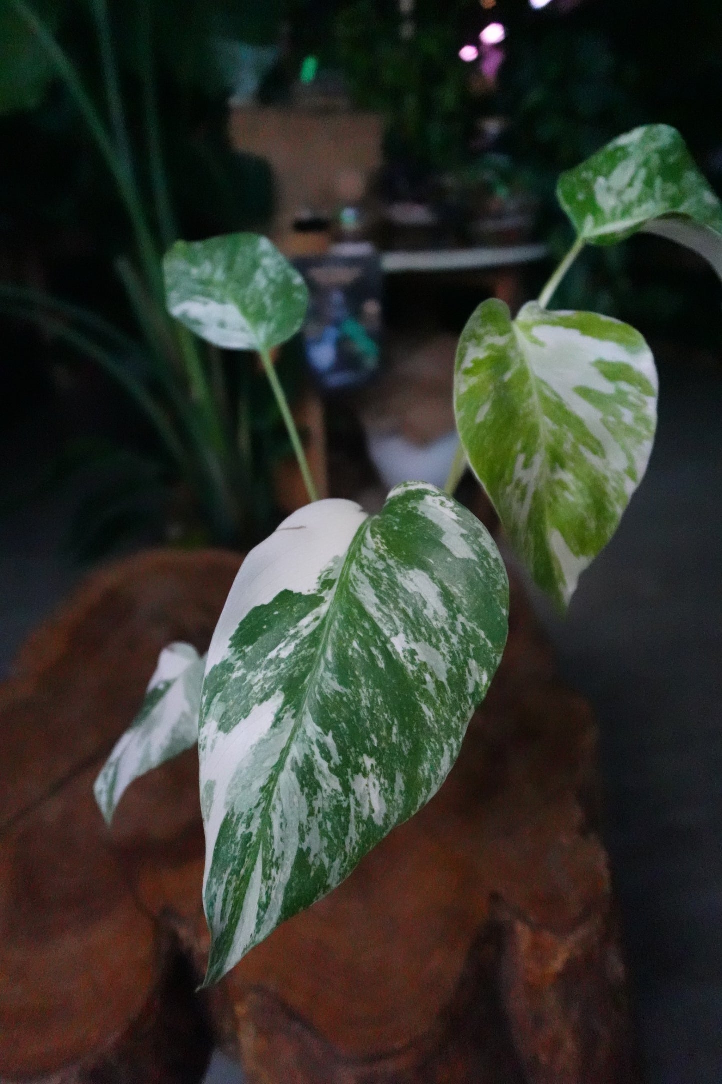 Monstera Albo 4"