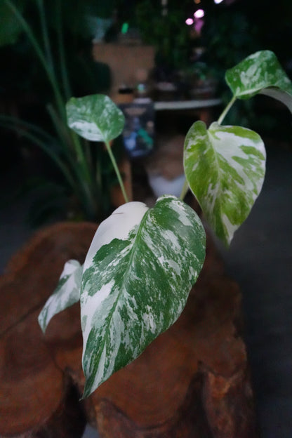 Monstera Albo 4"