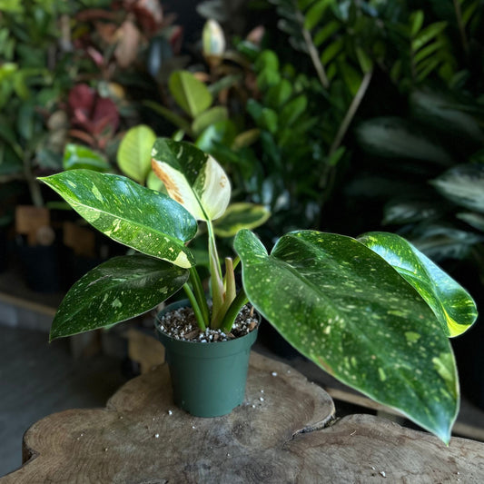 Philodendron Congo Nuclear 4"