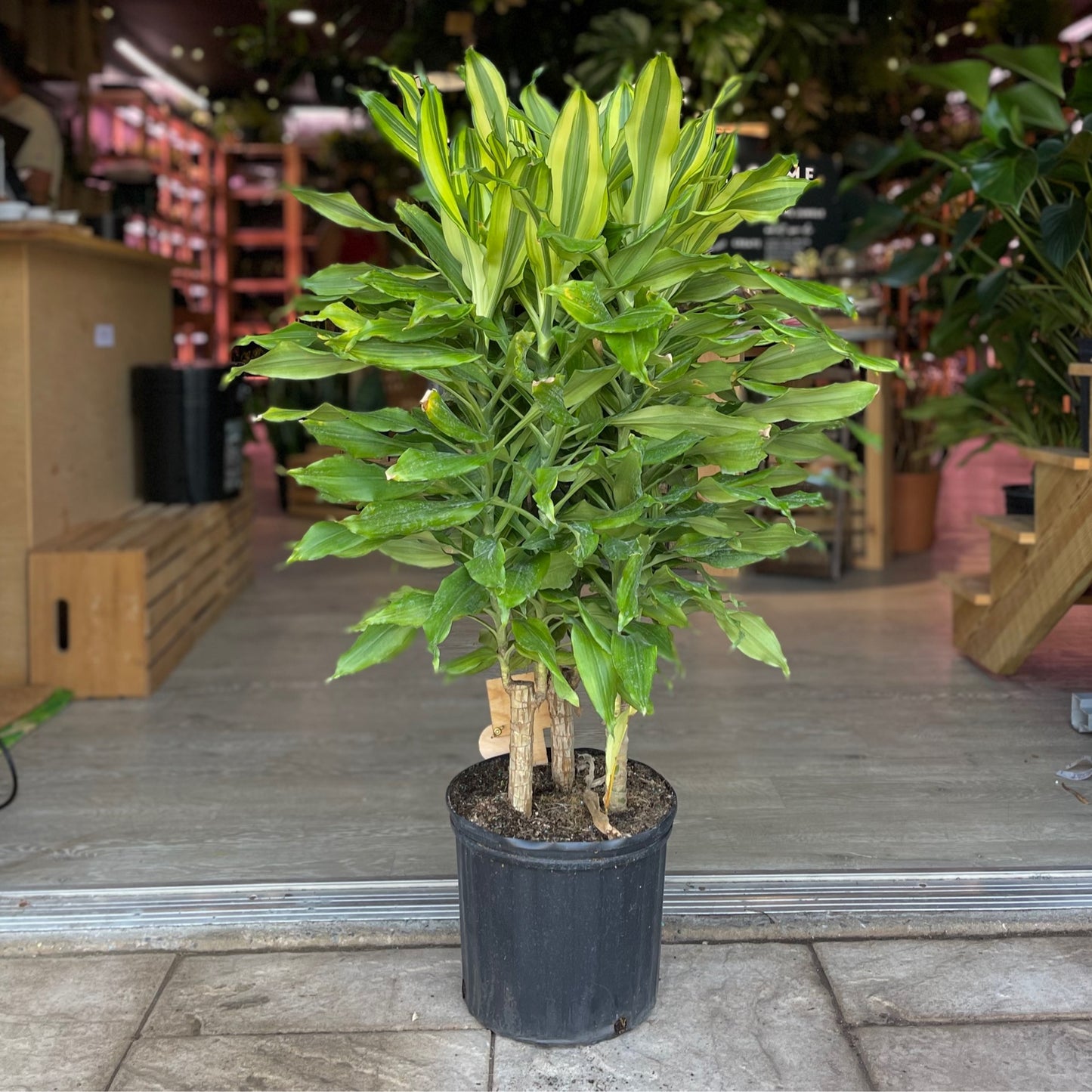 Dracaena Sol 10”
