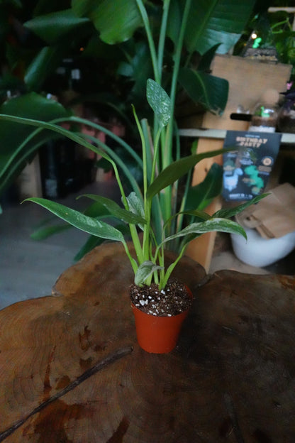 Epipremnum Giganteum Variegated 2"