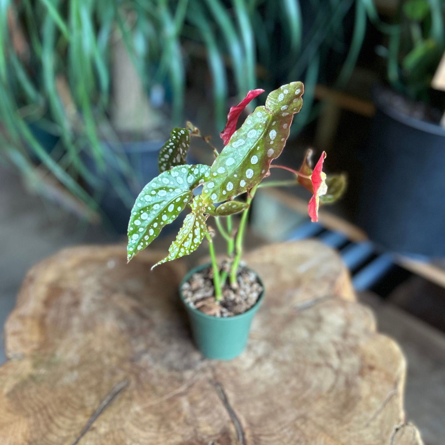 Begonia Angel Wing 3.5"