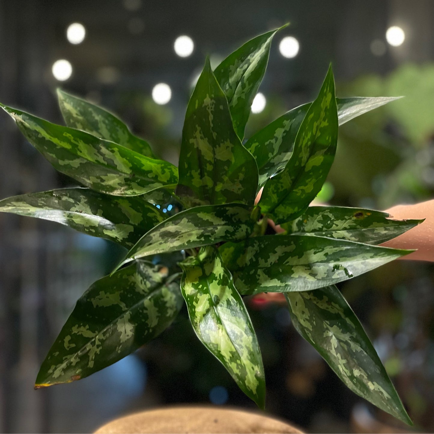 Aglaonema Maria 4”