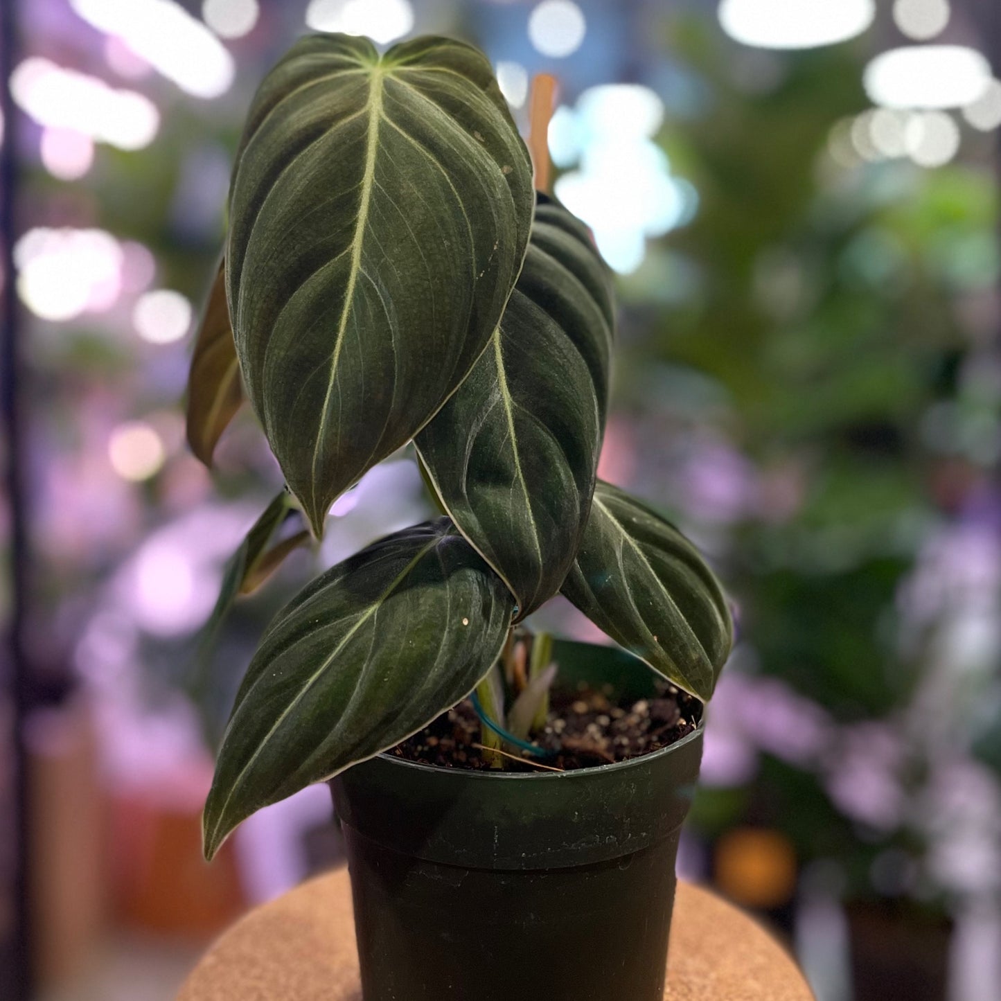 Philodendron Melanochrysum (Black Gold) 4.5"