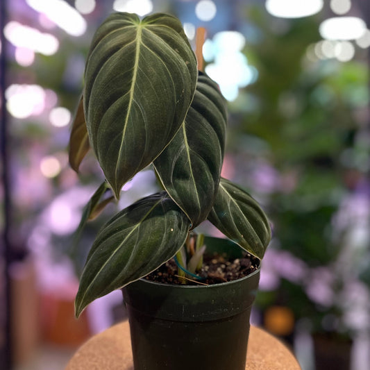 Philodendron Melanochrysum (Black Gold) 4.5"