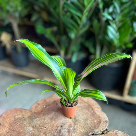 Dracaena Marley 2"