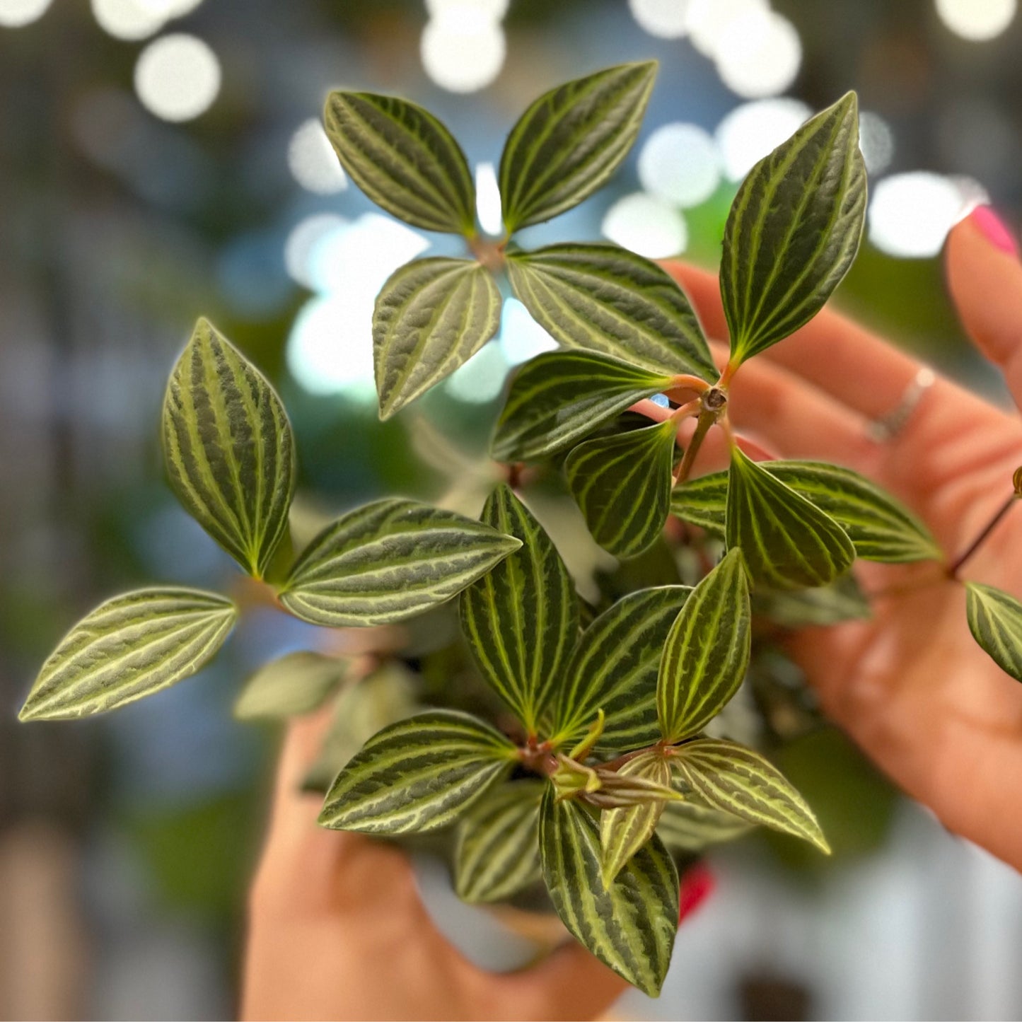 Peperomia Puteolata 4"
