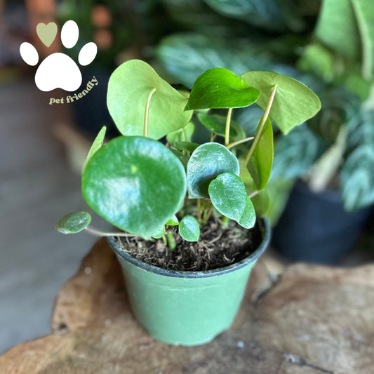 Peperomia Raindrop 6"