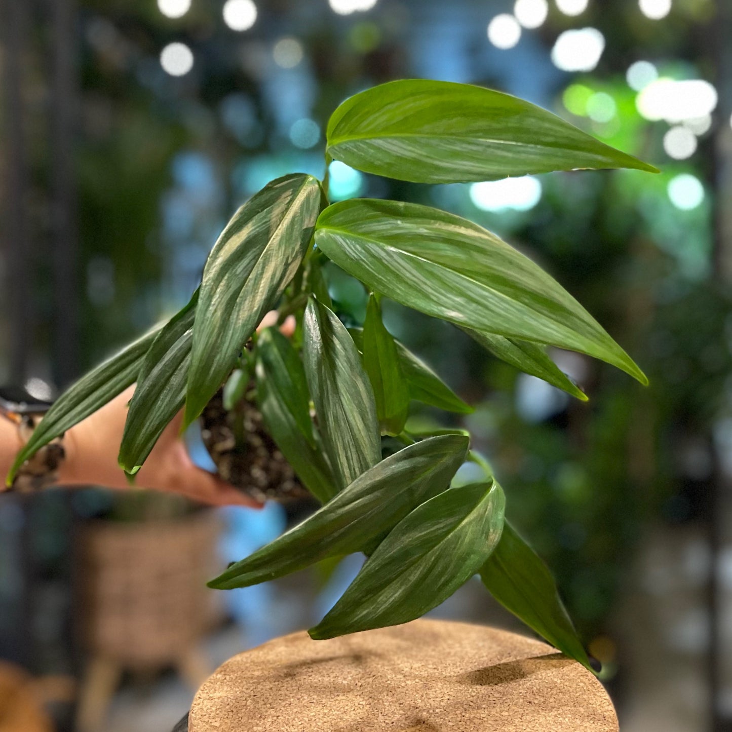 Epipremnum Amplissimum Silver 4”