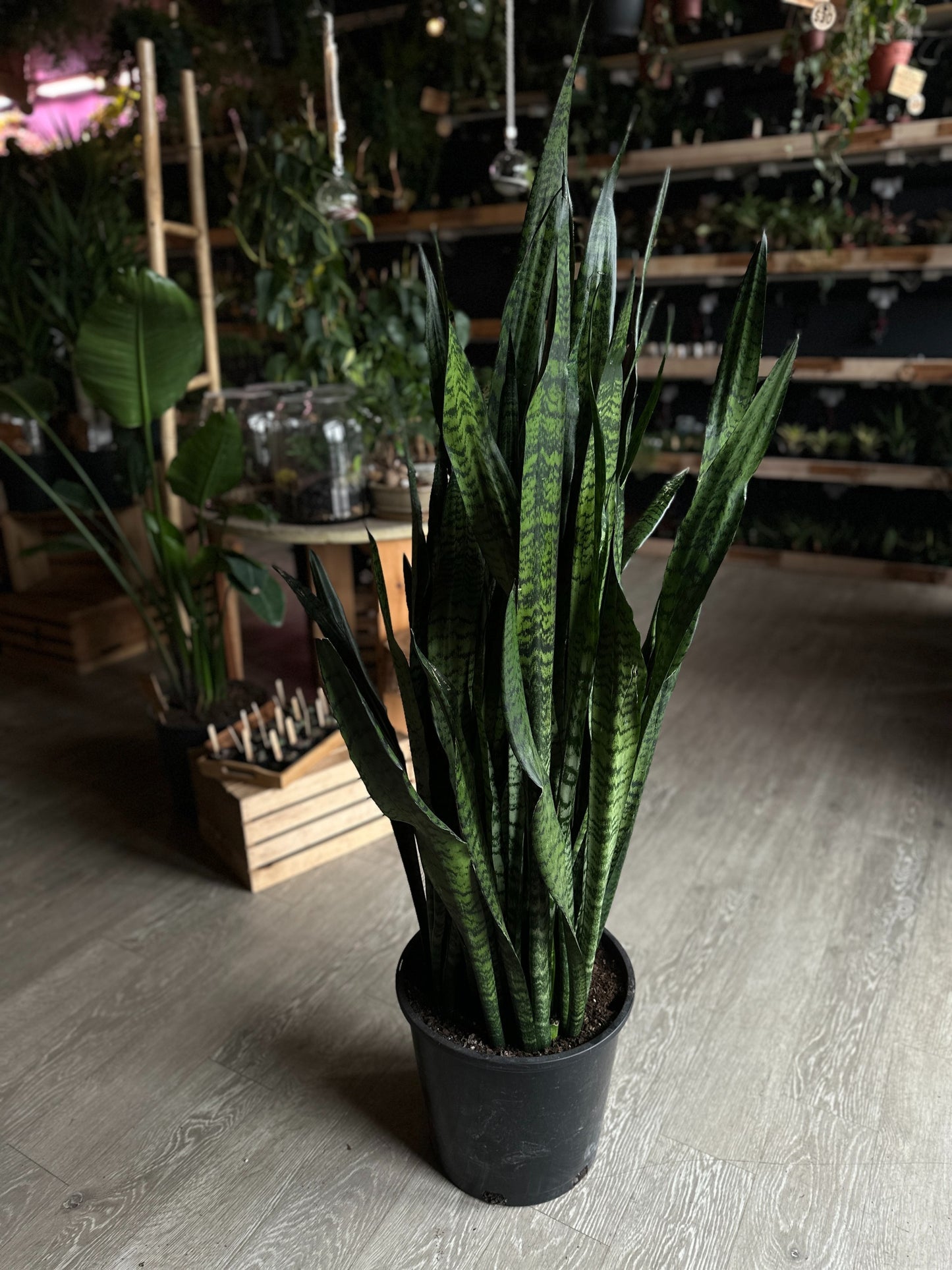 Sanseveria Zeylanica (Green Snake) 14"