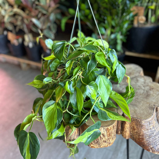 Philodendron Brasil 8" HB