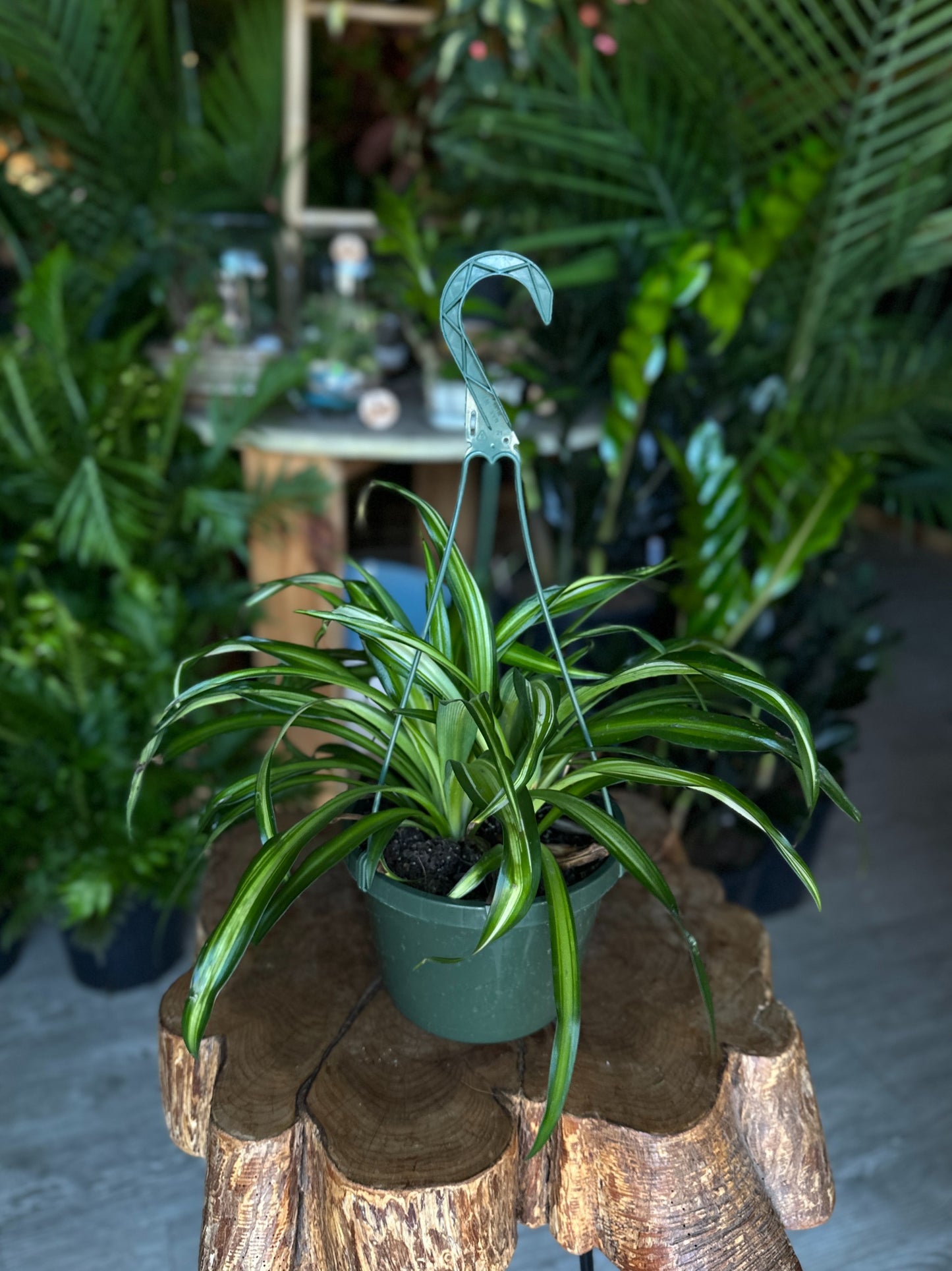 Spider Plant 8” HB