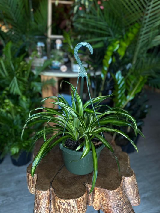 Spider Plant 8” HB