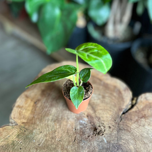 Anthurium Magnificum 2"