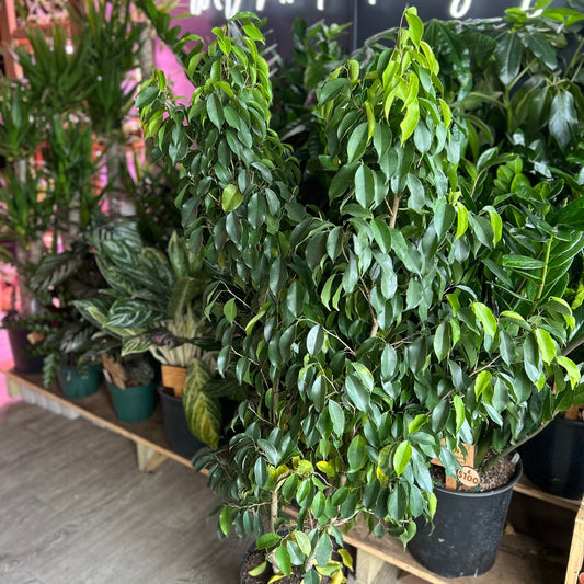 Ficus Benjamina 8"