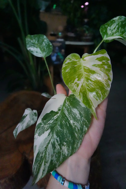 Monstera Albo 4"