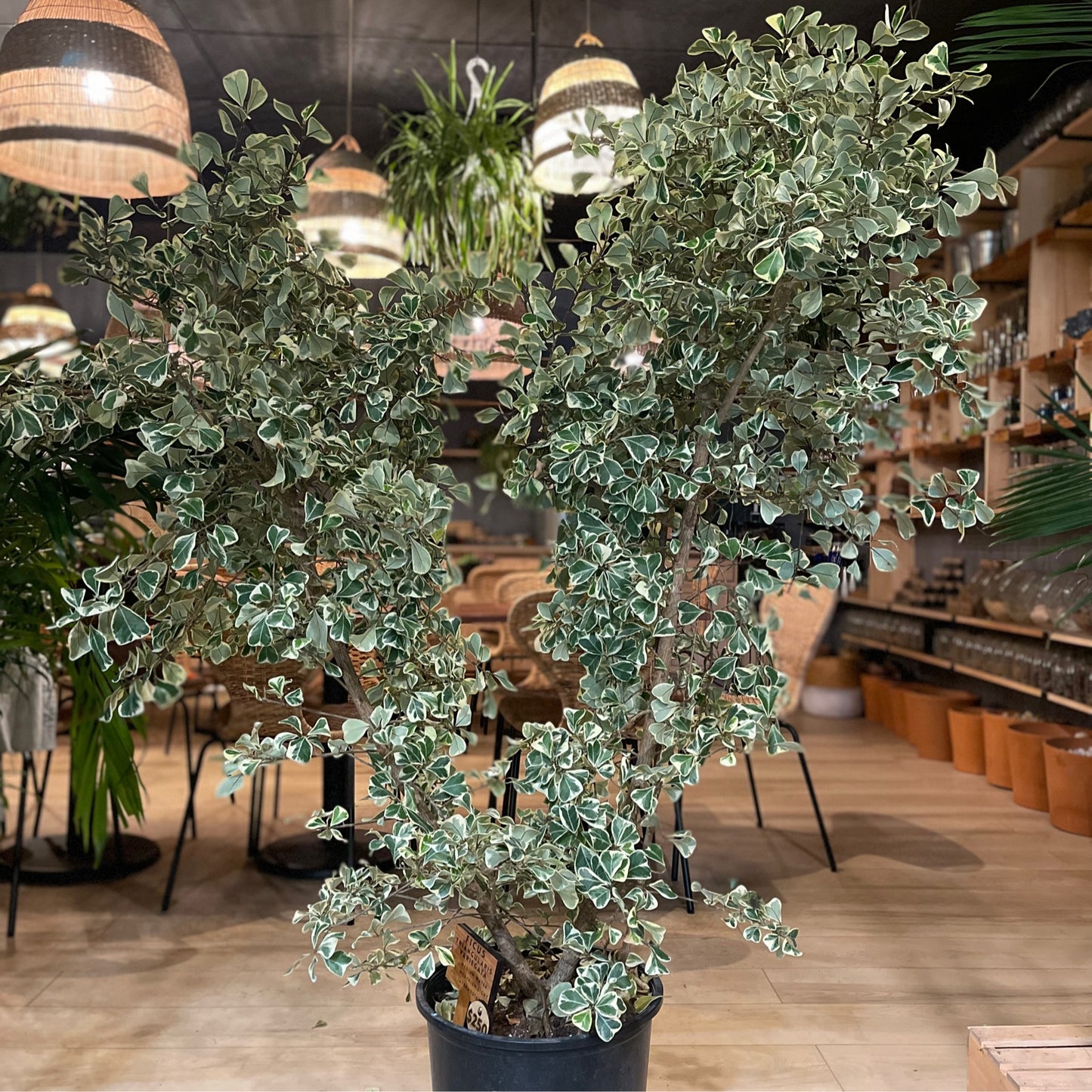 Ficus Triangularis Variegated 14”