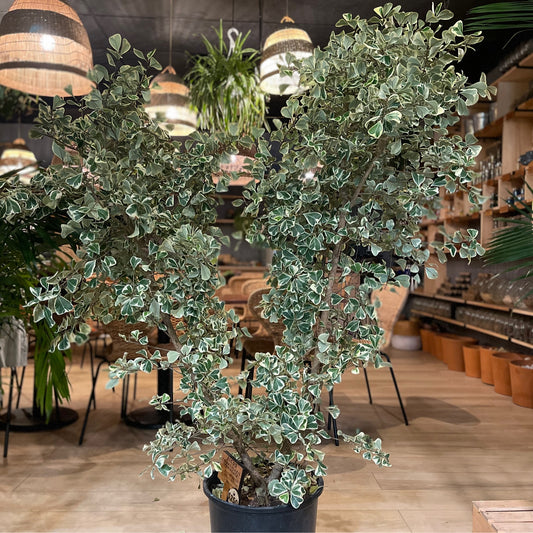 Ficus Triangularis Variegated 14”