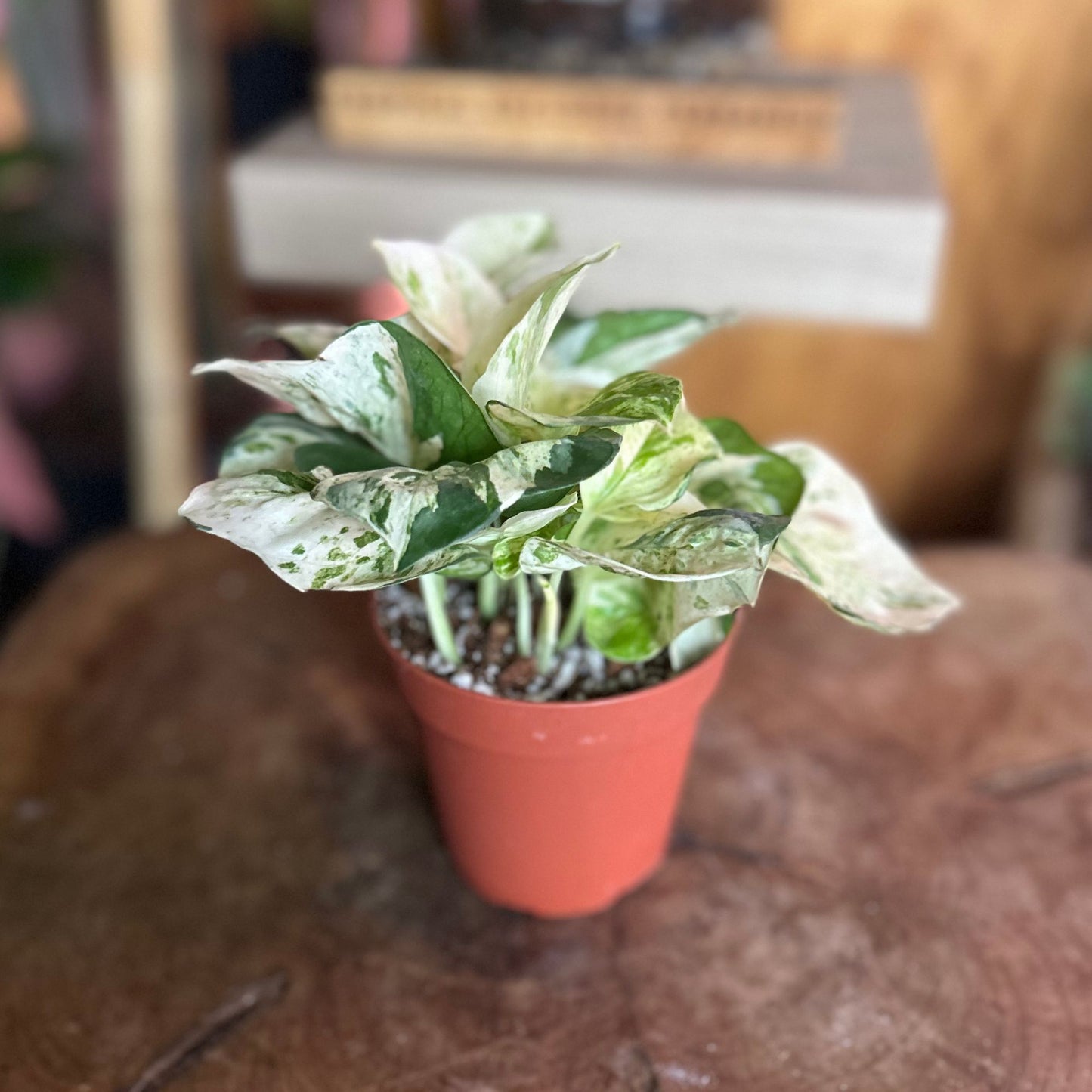Pothos Happy Leaf 4"