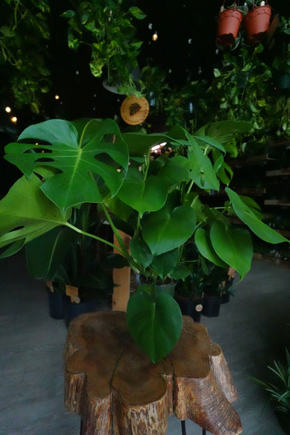 Monstera Deliciosa 6/8"