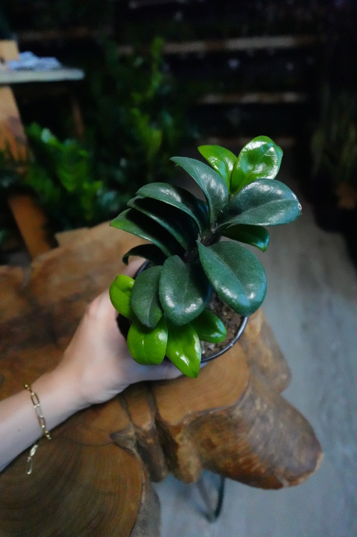 ZZ Plant Zenzi 4"