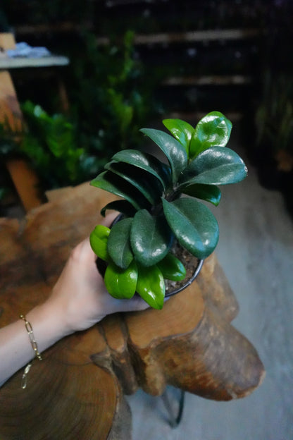 ZZ Plant Zenzi 4"