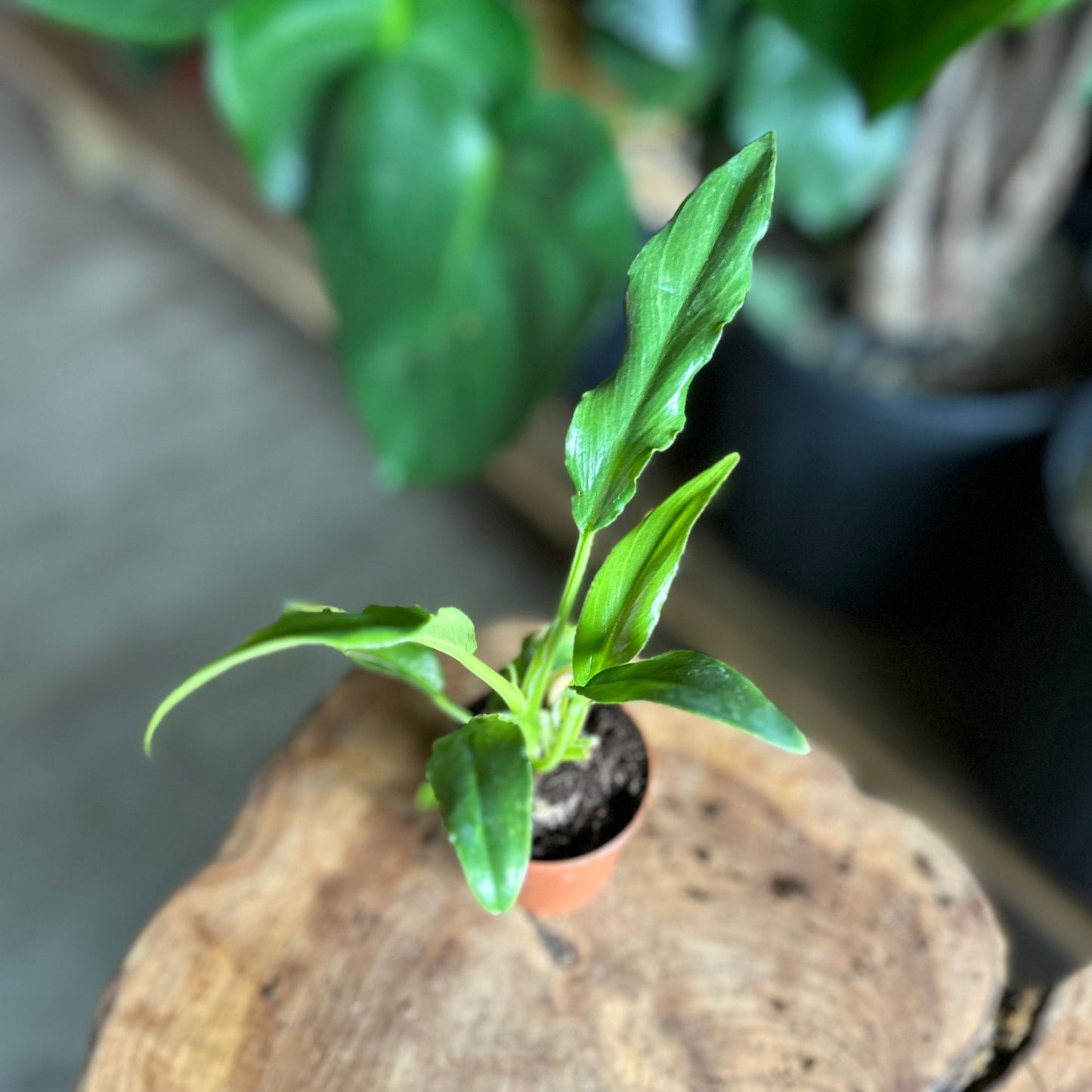Philodendron Heather 2"