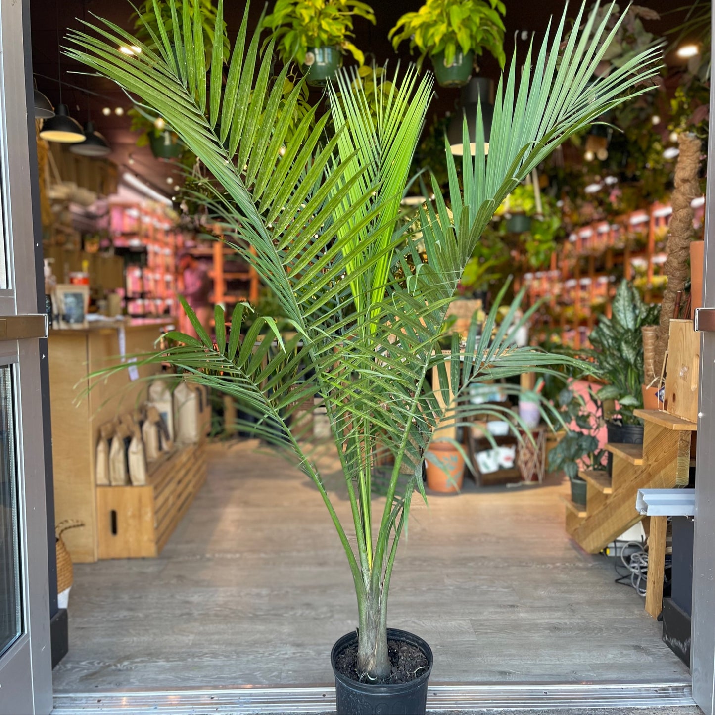 Majesty Palm Single 10”