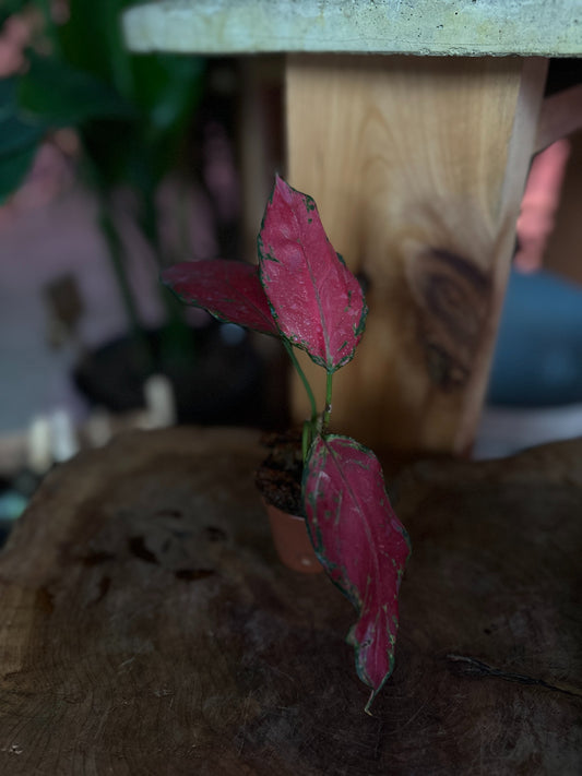 Aglaonema Ruby Garuda