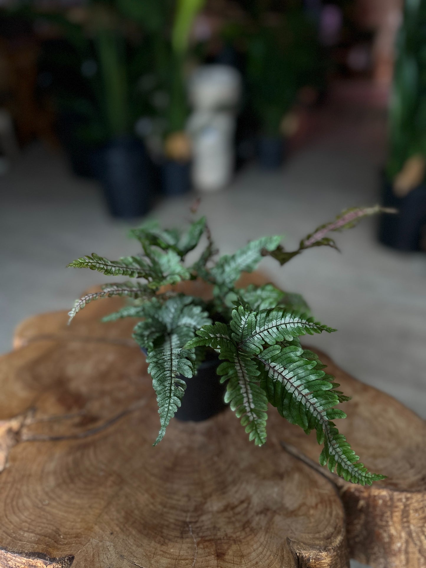 Candy Stripe Fern 4"