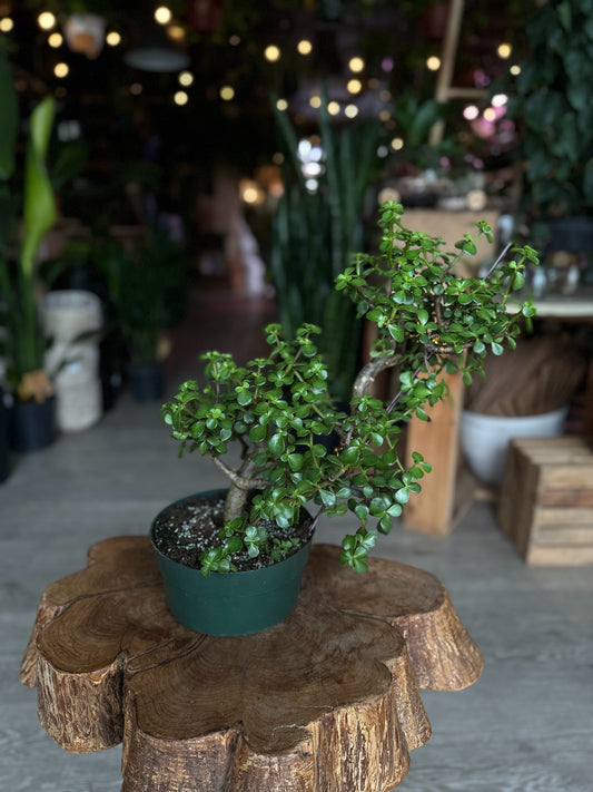 Portulacaria Afra S-Bonsai 8"