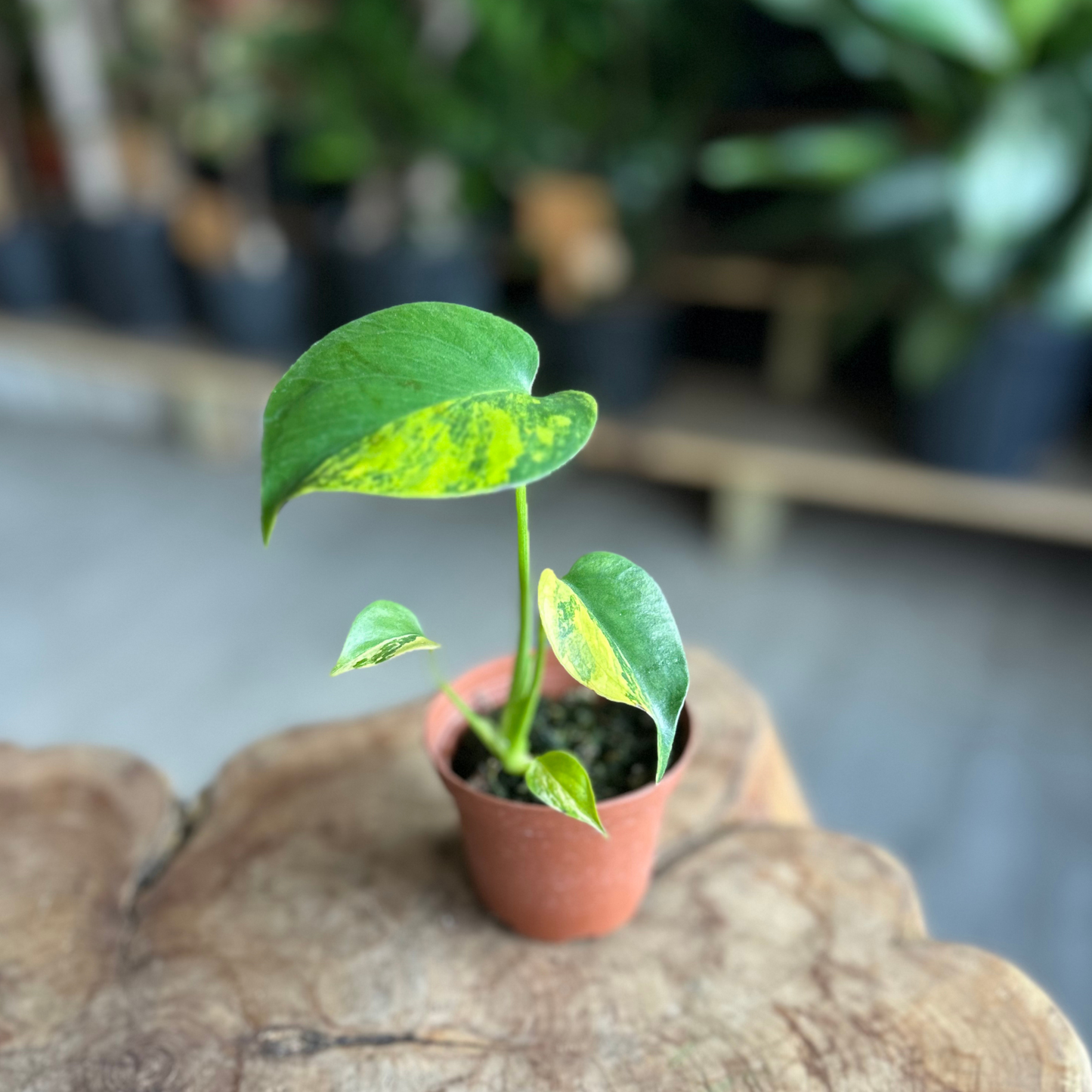 Monstera Marilyn Yellow 4"