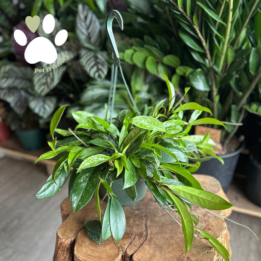 Hoya Silver Splash 8" HB
