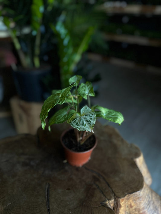 Syngonium Batik 4"