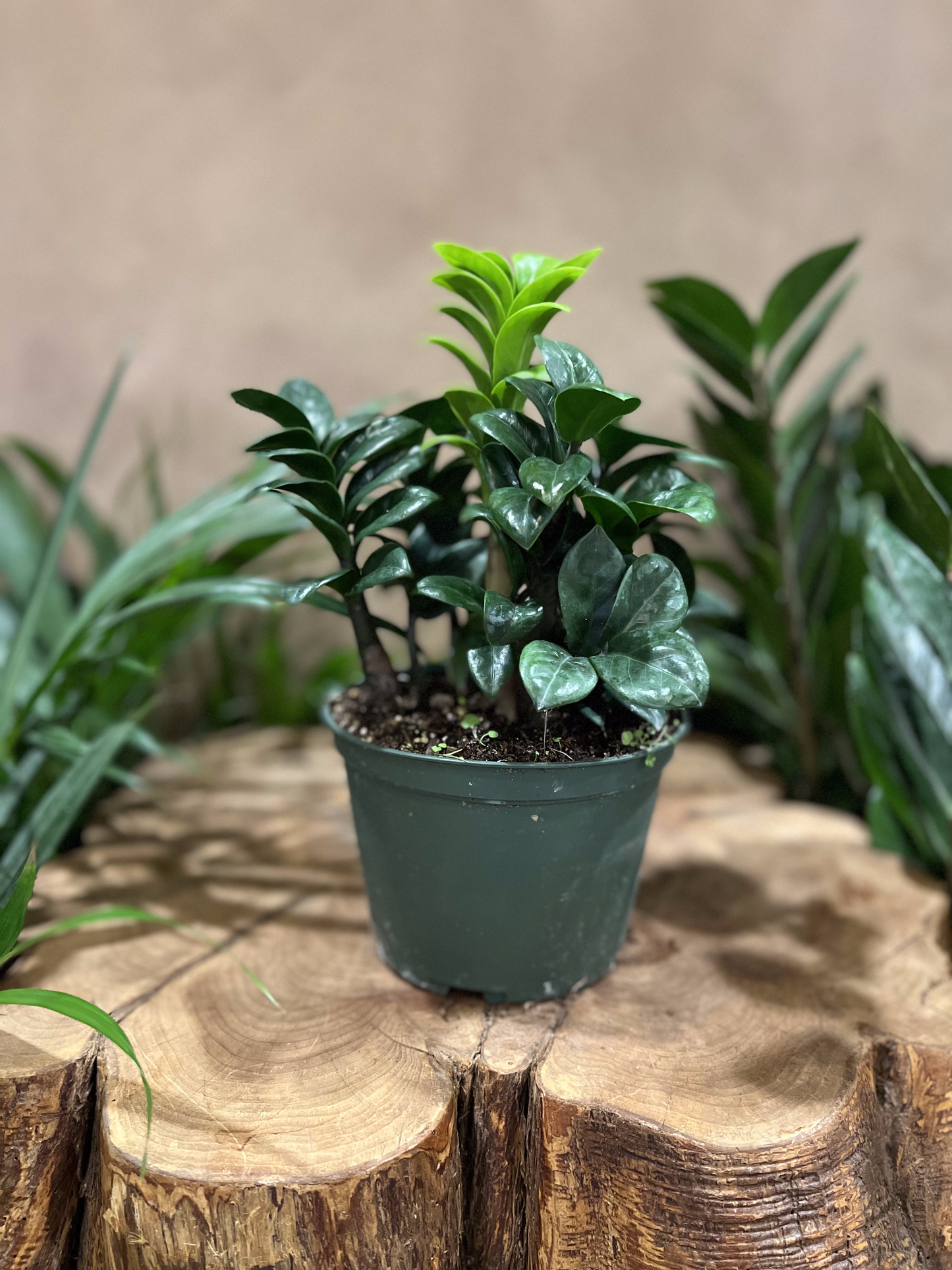ZZ Plant Zenzi 6”