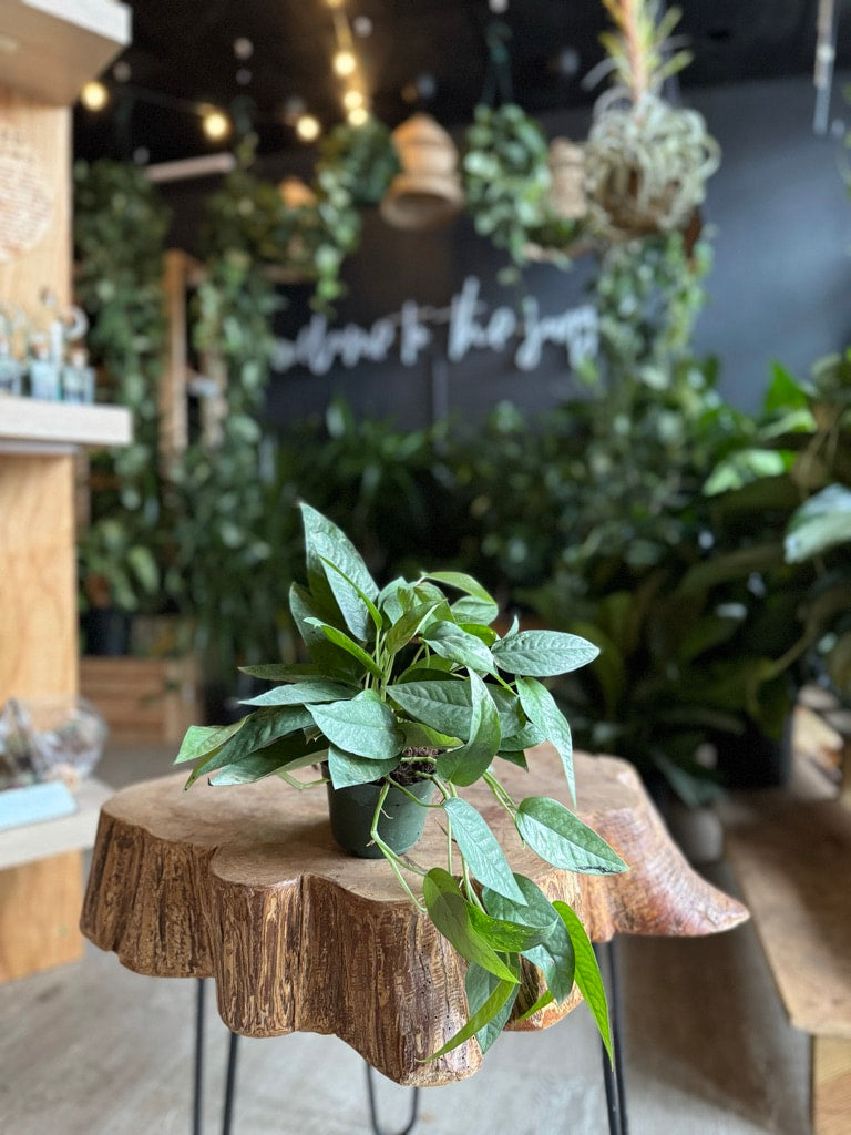 Cebu Blue Pothos 4"