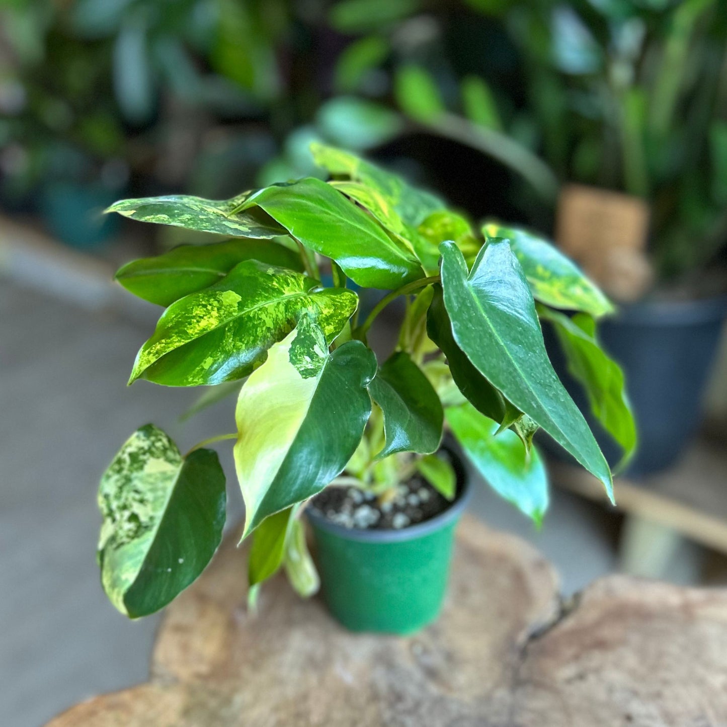 Philodendron Burle Marx Variegated 4"
