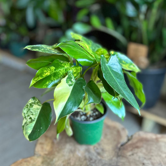 Philodendron Burle Marx Variegated 4"