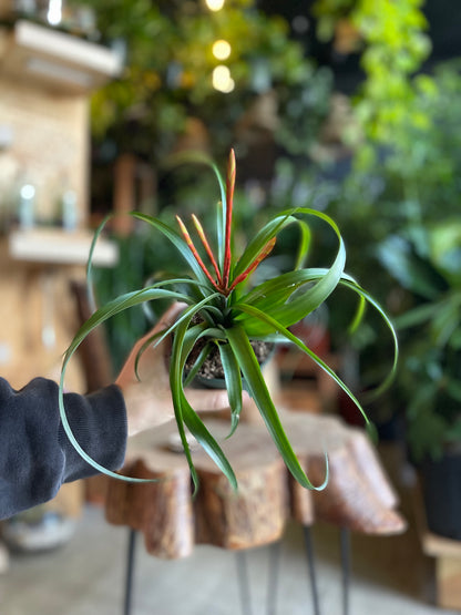 Tillandsia Spirit 4”