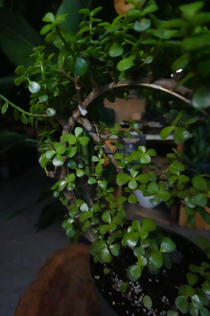 Portulacaria Afra Moon Bonsai 8"