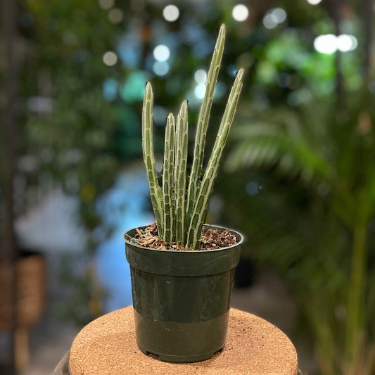 Senecio Stapeliiformis 4”